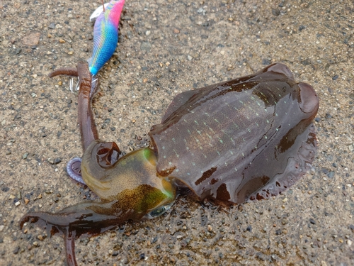 アオリイカの釣果