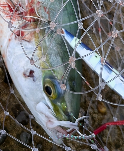 ツバイソの釣果