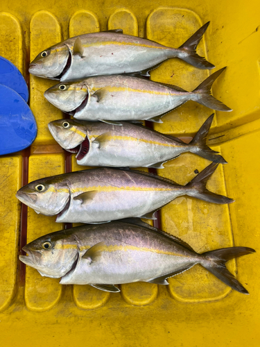 ショゴの釣果