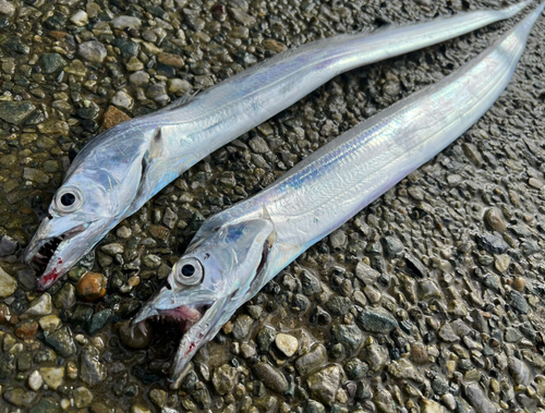 タチウオの釣果