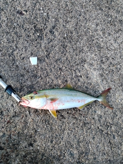 ツバスの釣果