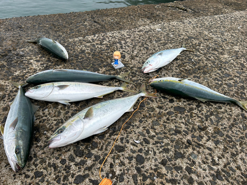 イナダの釣果