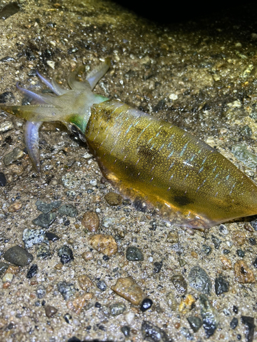 アオリイカの釣果