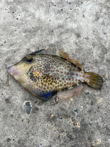 鹿島港魚釣園