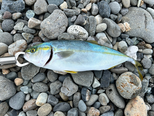 ワカシの釣果