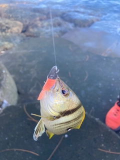 クロホシフエダイの釣果