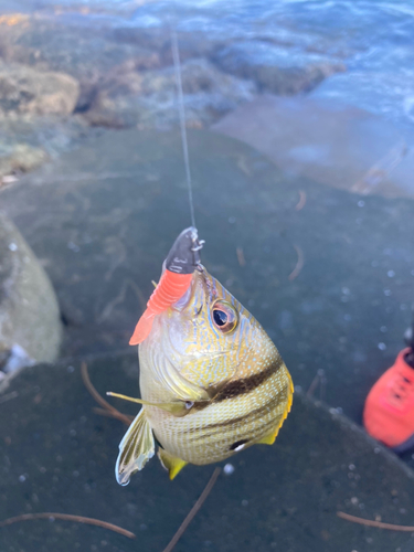 クロホシフエダイの釣果