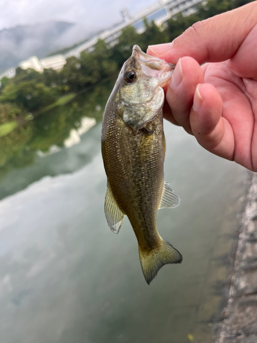 ラージマウスバスの釣果