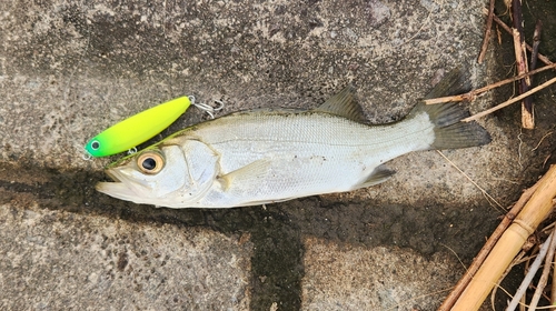 ヒラスズキの釣果