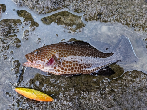 オオモンハタの釣果