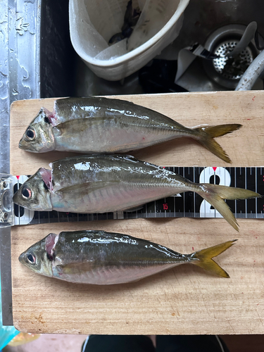 アジの釣果