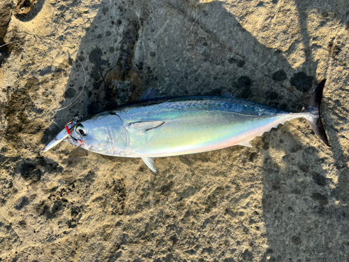 マルソウダの釣果