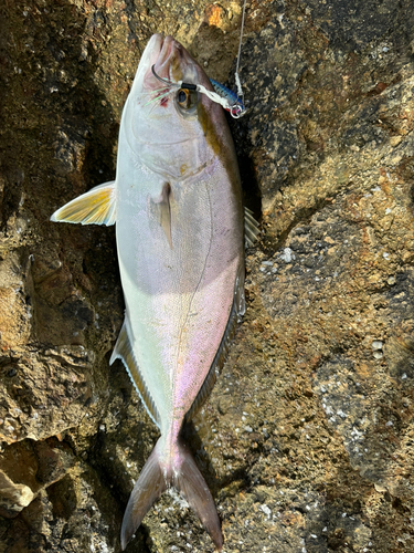 カンパチの釣果