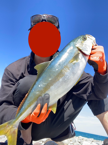 ヒラマサの釣果