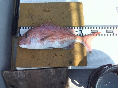 マダイの釣果