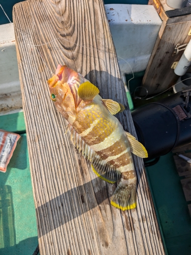 アオハタの釣果