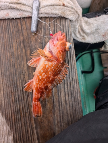 ウッカリカサゴの釣果