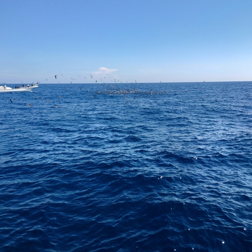 カツオの釣果