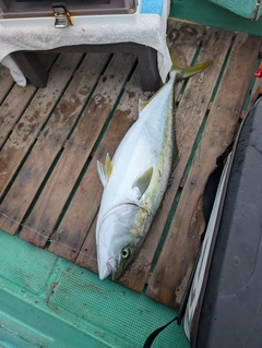 ハマチの釣果