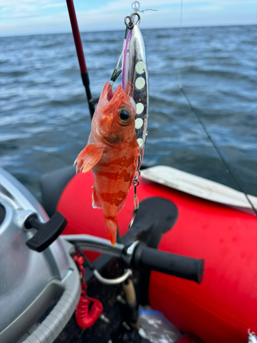 オニヒゲの釣果