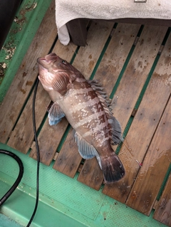 マハタの釣果