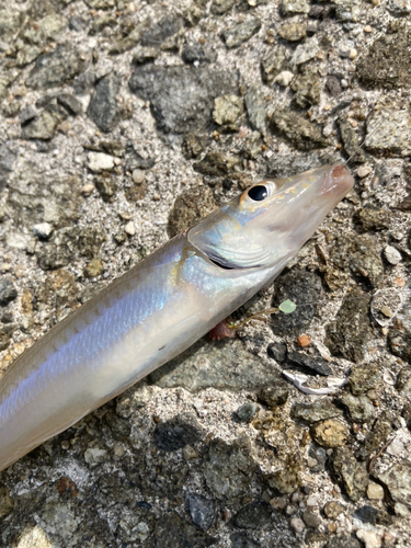 キスの釣果