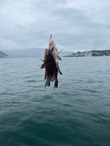 オオモンハタの釣果