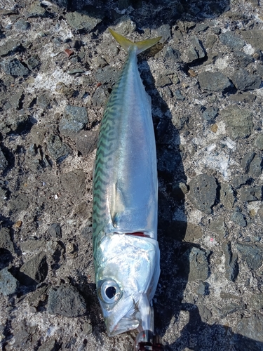 サバの釣果