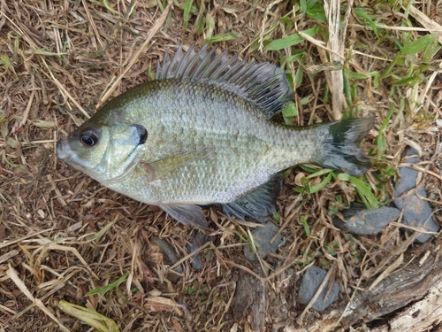 ブルーギルの釣果