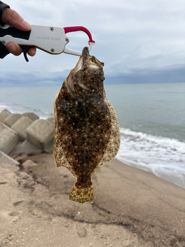 ヒラメの釣果