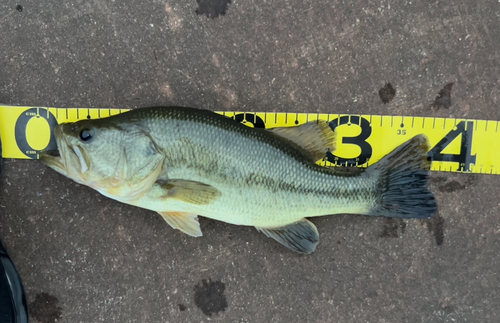 ブラックバスの釣果