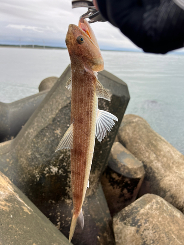 エソの釣果