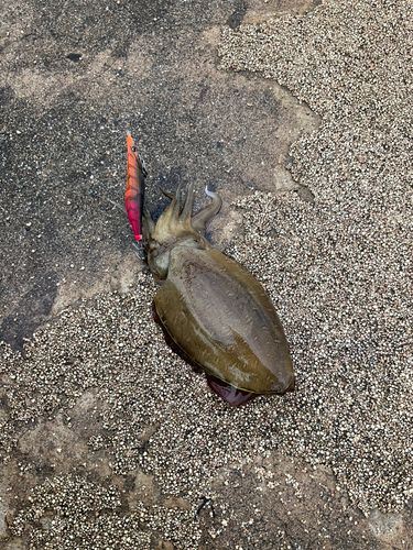 コウイカの釣果