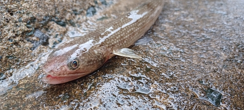 エソの釣果