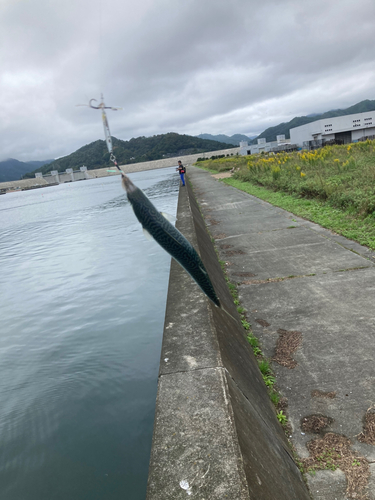 サバの釣果