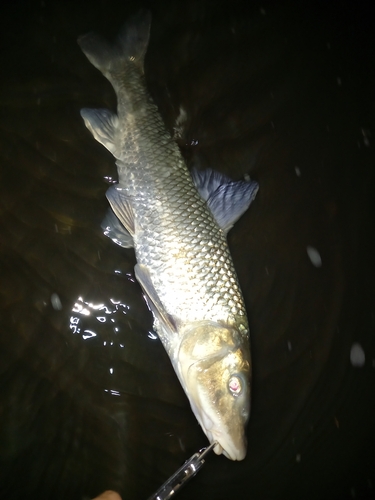 ニゴイの釣果