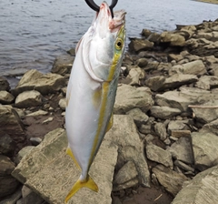 イナダの釣果