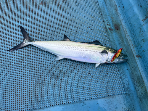 サゴシの釣果