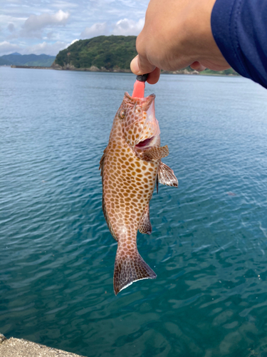 オオモンハタの釣果