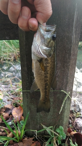 ラージマウスバスの釣果