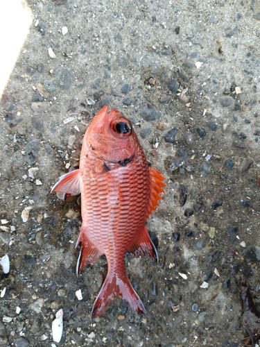 ナミマツカサの釣果