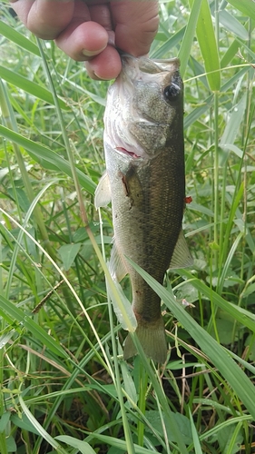 ラージマウスバスの釣果