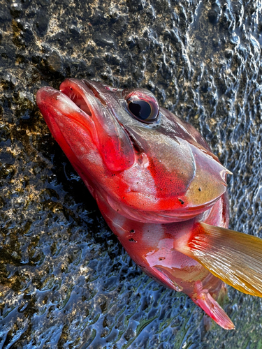 アカハタの釣果