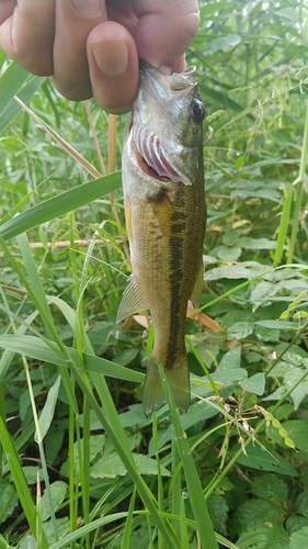 ラージマウスバスの釣果