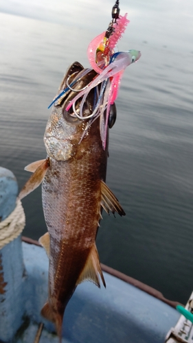 クロムツの釣果