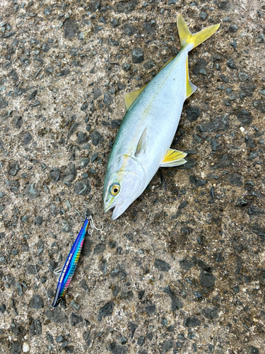 イナダの釣果