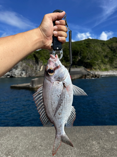 メイチダイの釣果