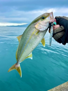 ネリゴの釣果