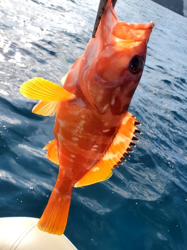 アカハタの釣果