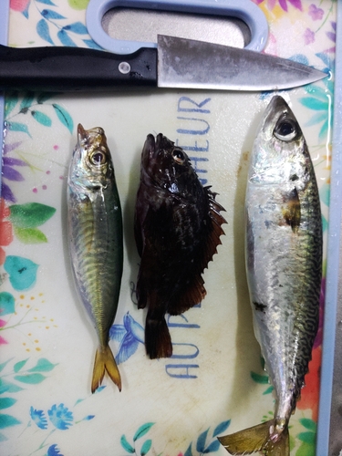 マアジの釣果